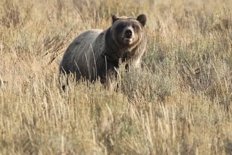 Backpacker Assaulted by Wild Animal in Yellowstone Flown to Hospital