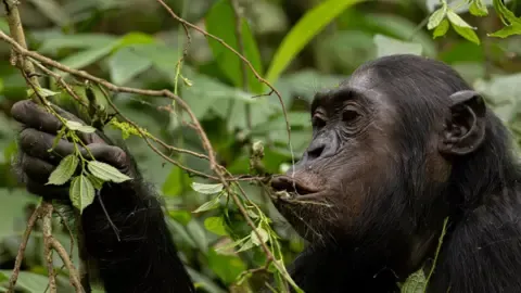Apes Consuming a Daily Dose of One Lager Per Day from Overripe Fruit, Study Finds