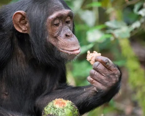 Apes Drink Daily Alcohol Equivalent to a Pint from Ripe Fruit