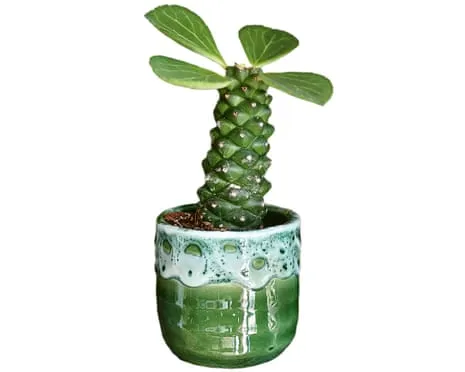 Will This Euphorbia Once Again Sprout Back?