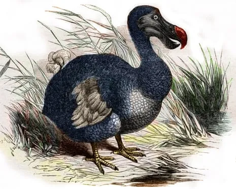 Scientists State They Have Achieved a ‘Key Milestone’ in Reviving the Dodo for the First Time in 300 Years
